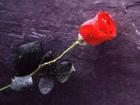rose