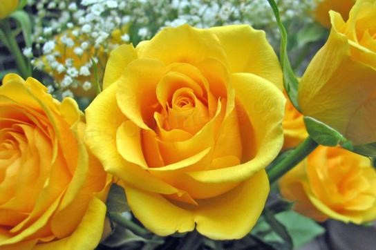 Yellow Rose