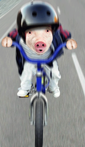 Pig on cycle