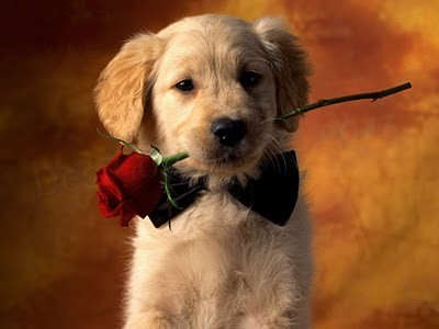 Cute puppy with a red rose