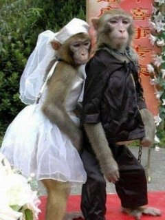 Monkey Wedding