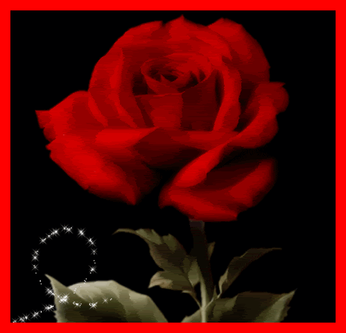 Red Rose