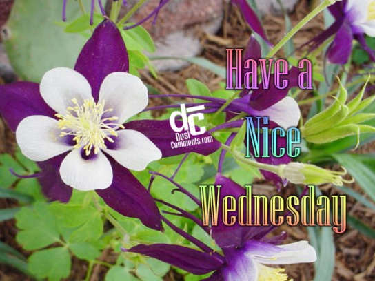 Have a Nice Wednesday