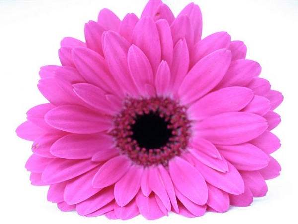 Pink Flower