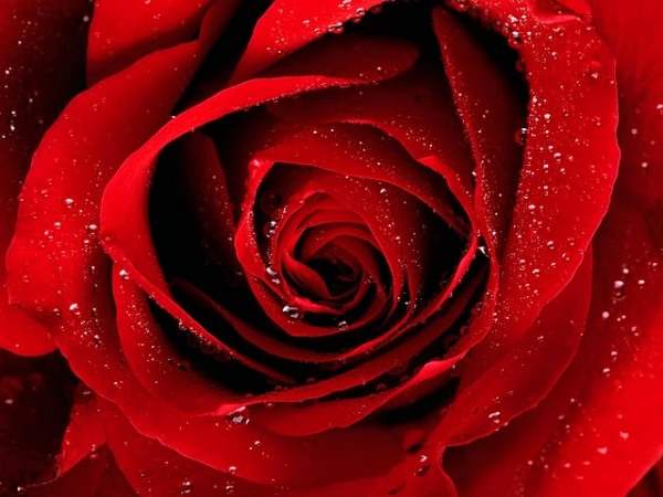 Red Rose