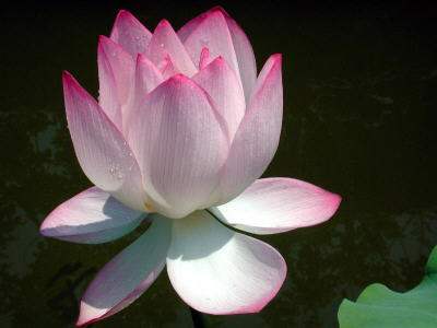 White Lotus
