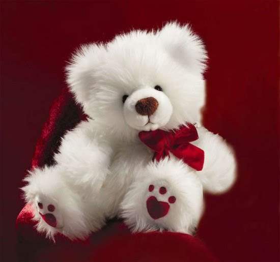 White Teddy Bear