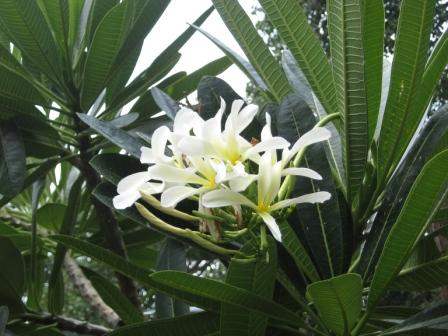 White Flowers