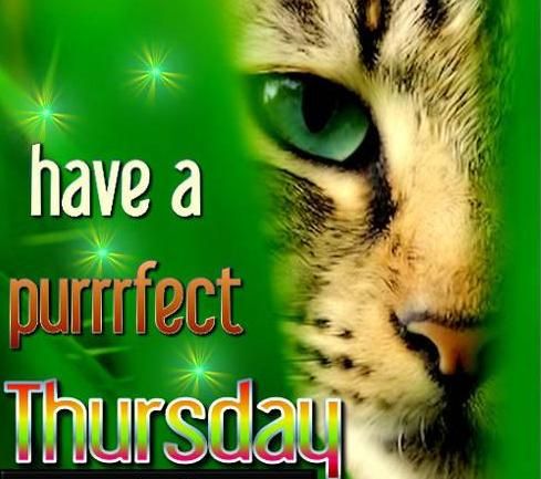 Have a puurrfect thursday!!