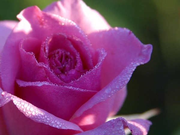 Pink rose