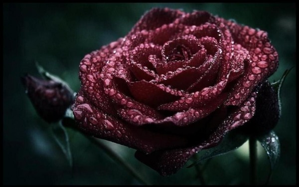 Dark roses with water drops