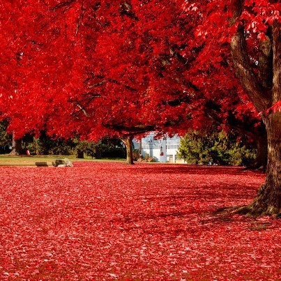 Red View