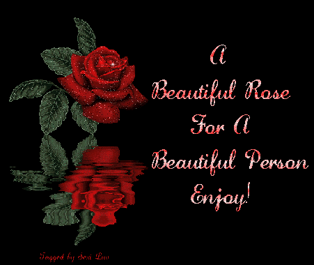 A Beautiful Rose For You!