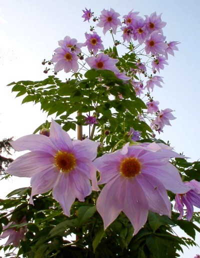 Lovely Flowers