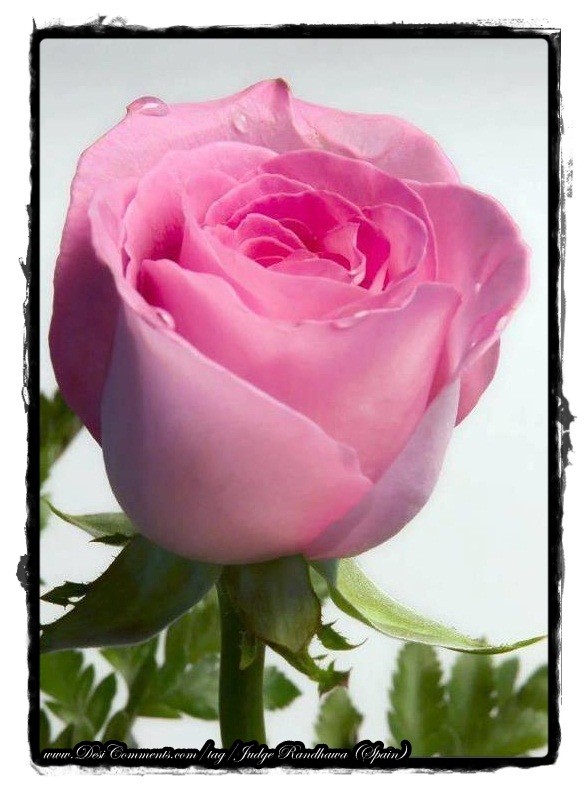 Close Pic Of Pink Rose