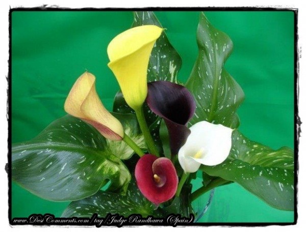 Colorful Calla Lilies Flowers