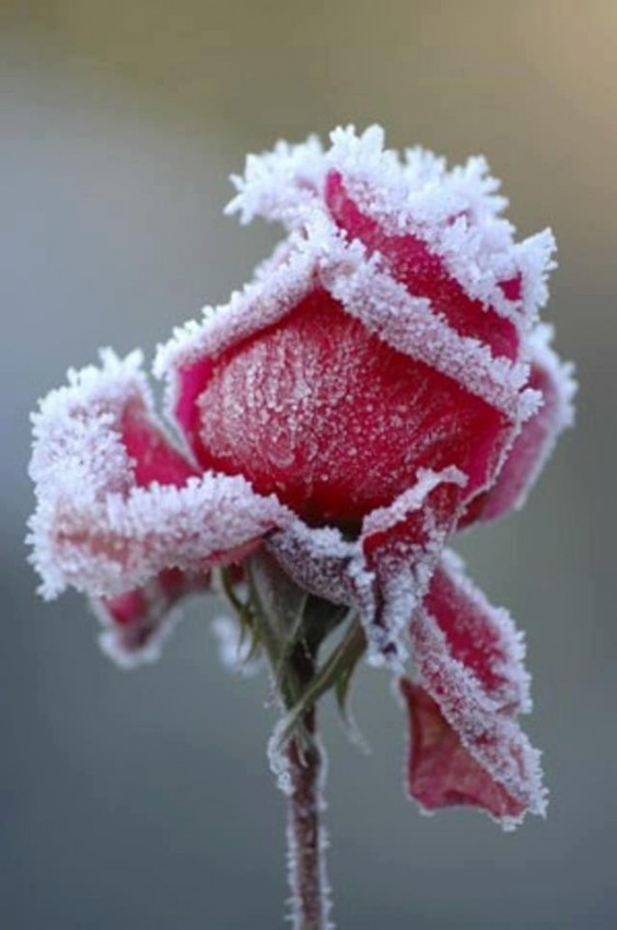 Rose In Snow Fall