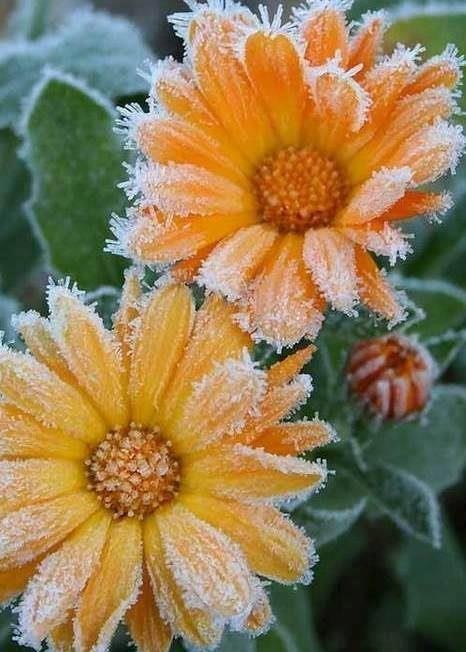 Flowers With Snow