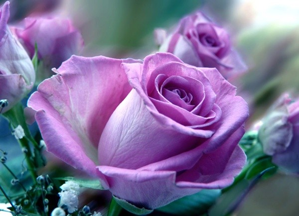 Purple Rose