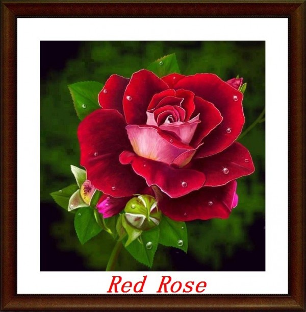 Red Rose