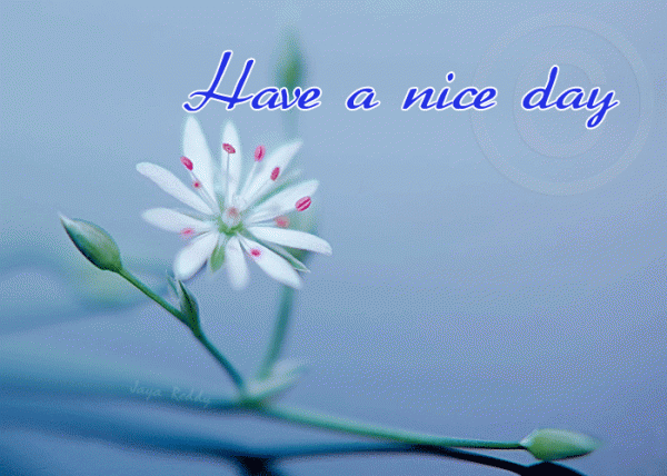 Have A Nice Day