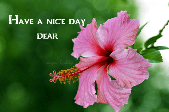 Have A Nice Day