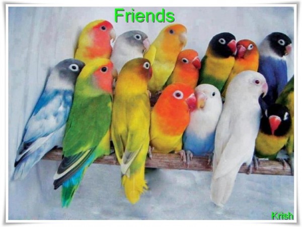 Friends