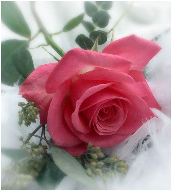 Beautiful Rose