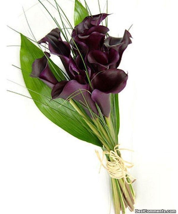 Purple Calla Lillies