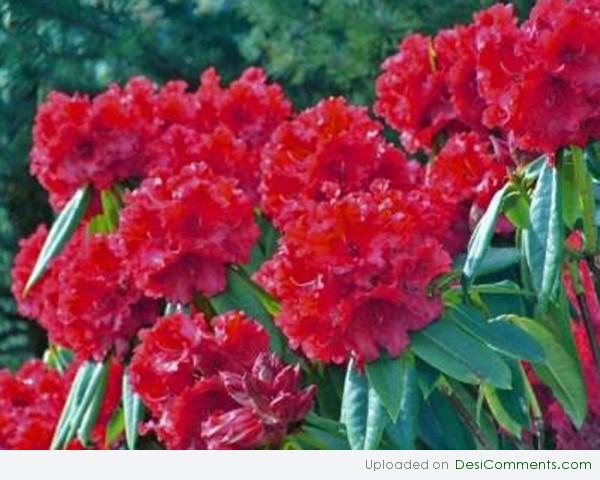 Red Flowers