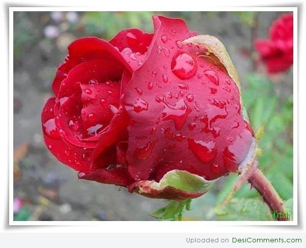 Blooming rose 