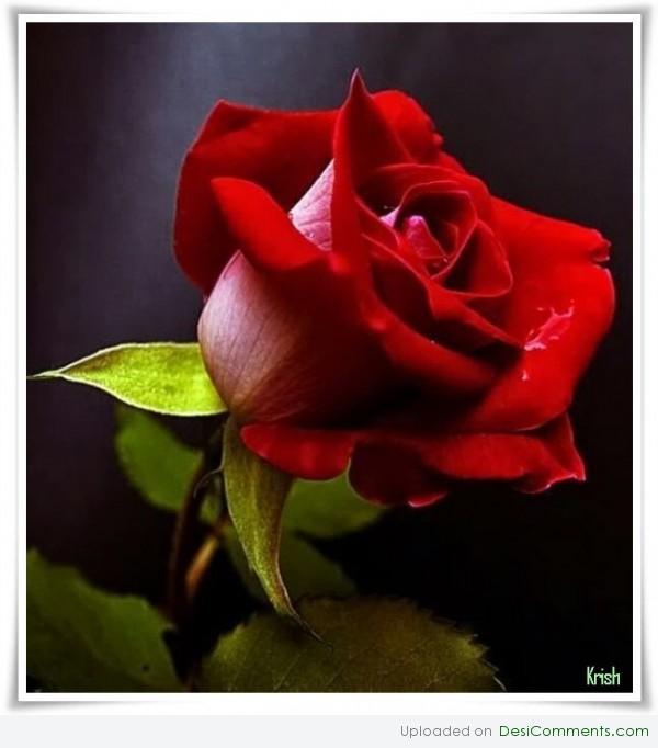 Attractive rose 