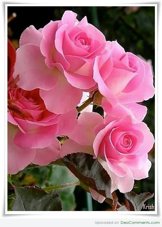 Gorgeous roses 