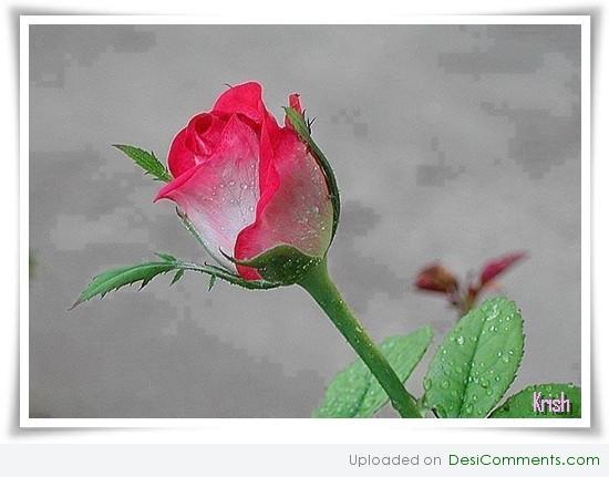 Cute rose