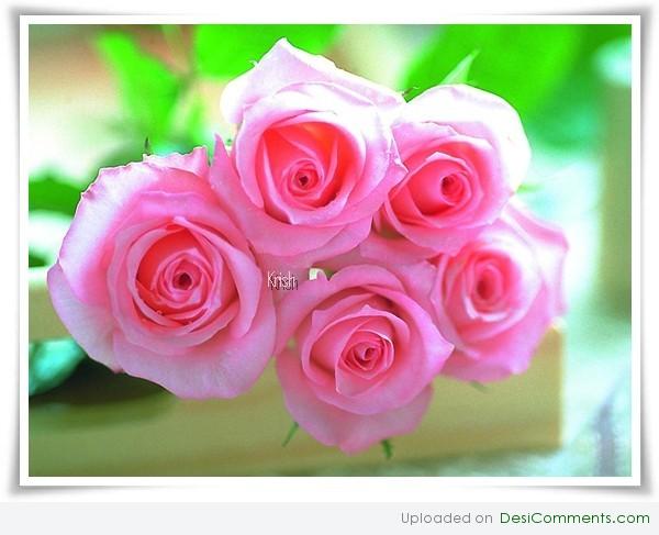 Cute roses 