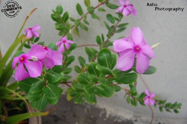 Pink Flowers