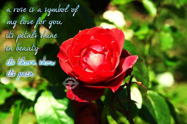 A rose is symbol of my love for you…