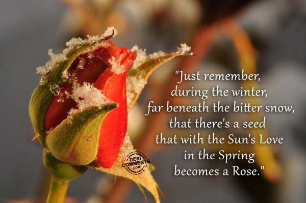 Red Rose – Just remember, during the winter…