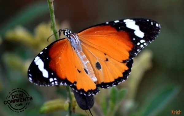 Beautiful butterfly