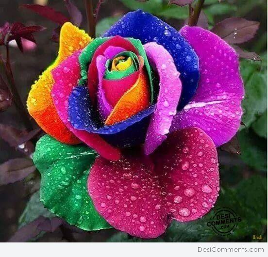 Colorful flower