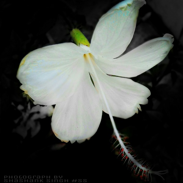 White Flower