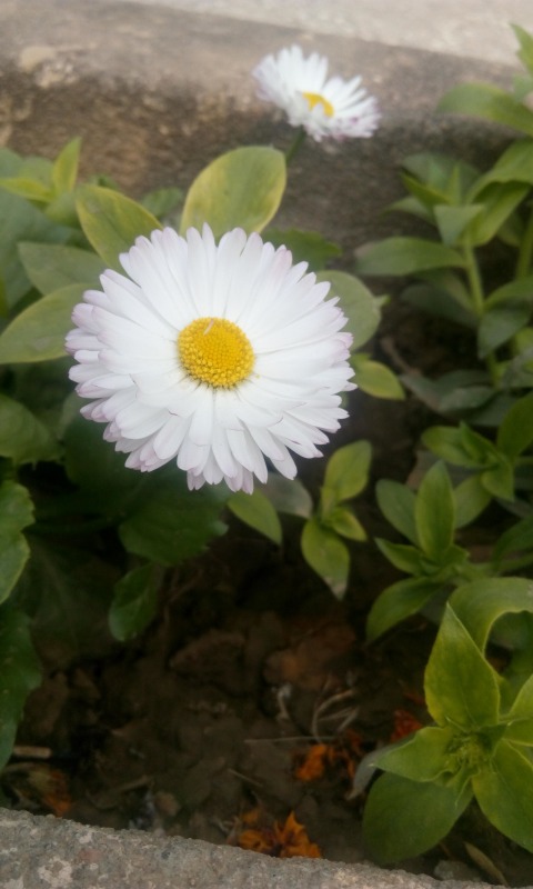 White Flower