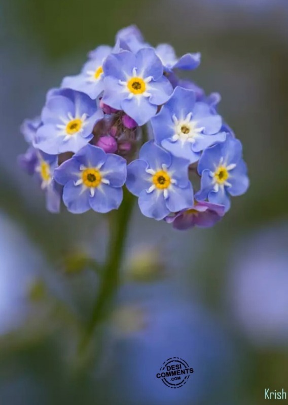 Flower bunch