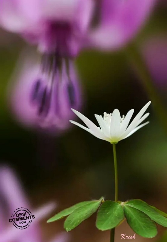 White Flower