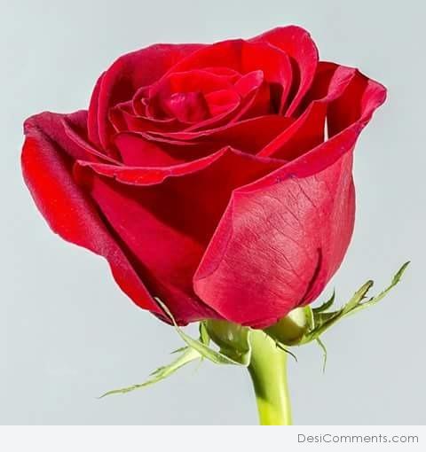 Red Rose