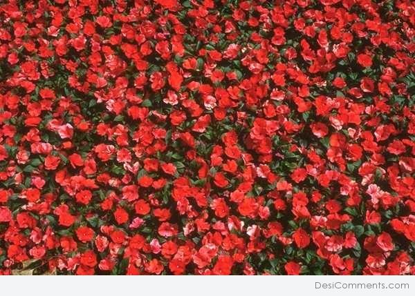 Red Flowers