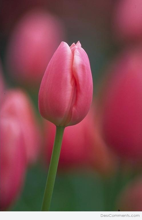 Tulip flower