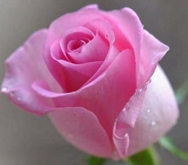 Pink Rose