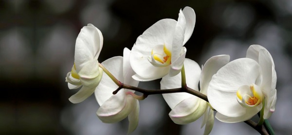 White Flowers