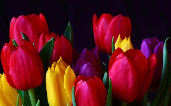 Multi Colored Tulip Flowers